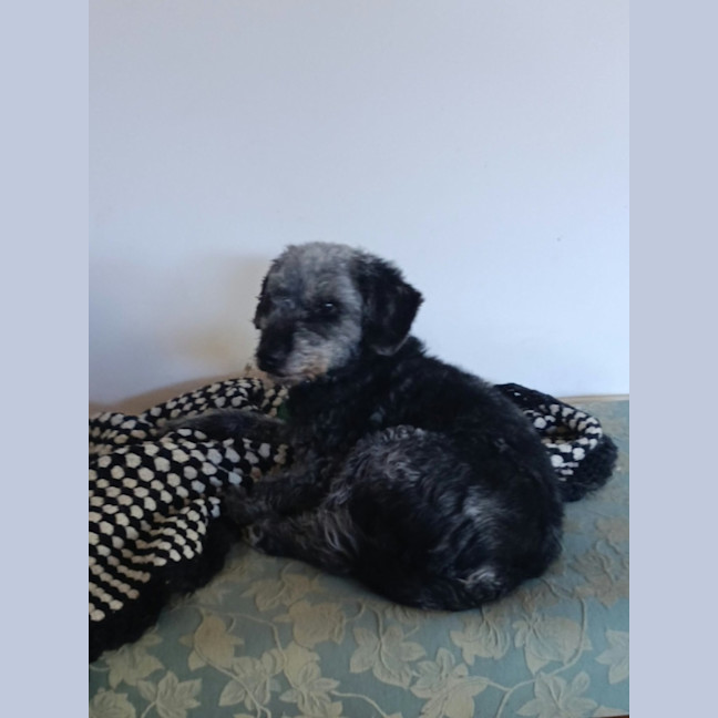 Photo of Wanda