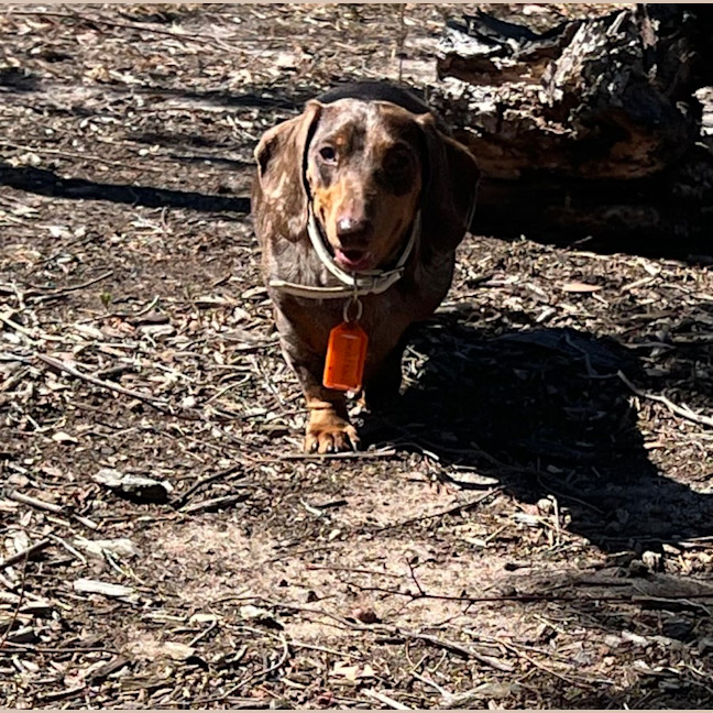 Photo of Winston