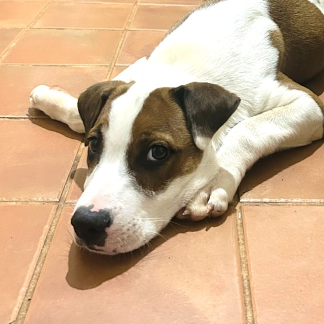 Photo of Teddy