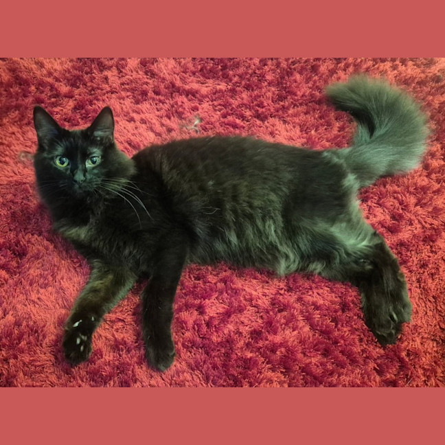 Photo of Thumper *9 Lives Project*