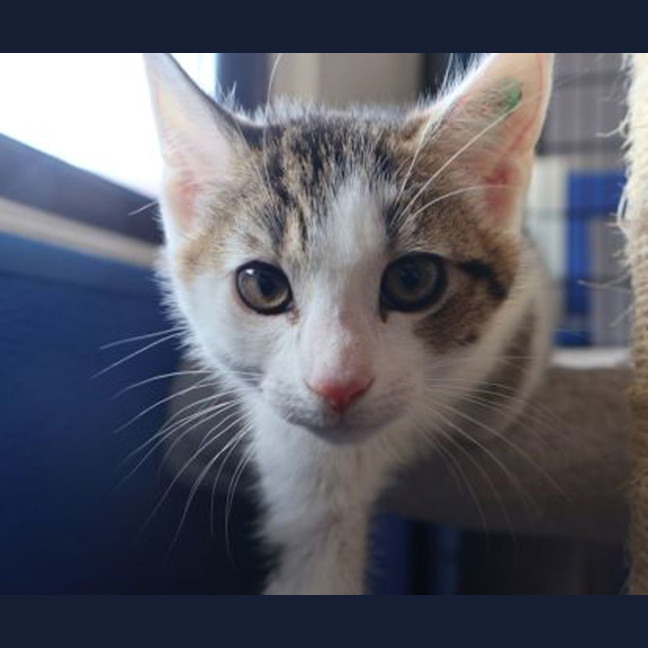Photo of Oreo