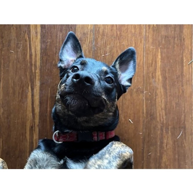 Photo of Scarlet *$350 Adoption Fee*