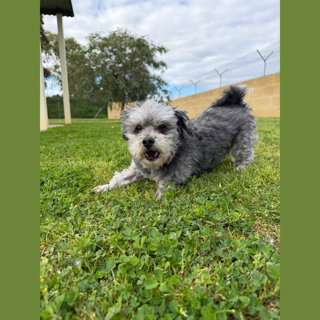Photo of Diesel