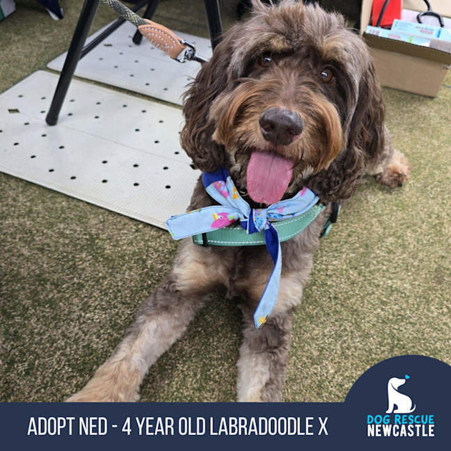Photo of Ned   4 Year Old Labradoodle X Spoodle (Trial)