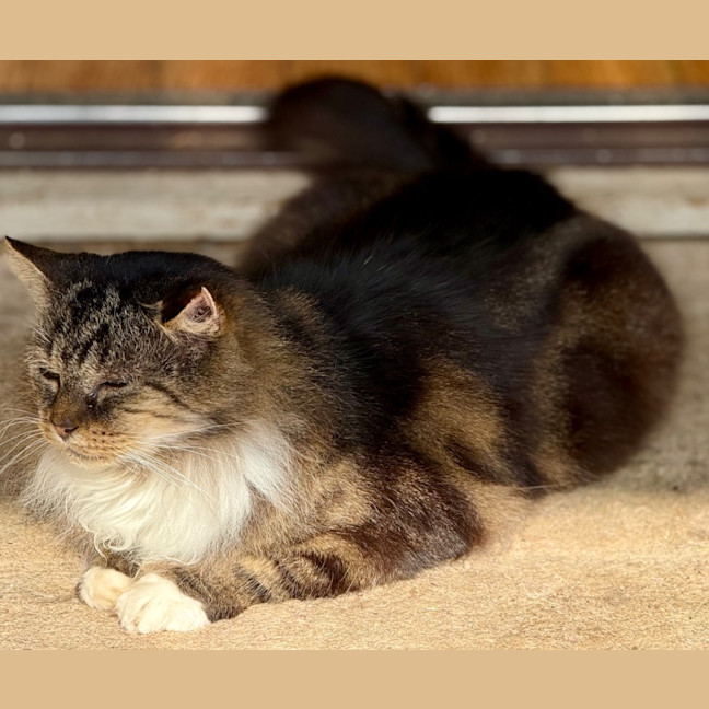 Photo of Bartholomew Ragamuffin