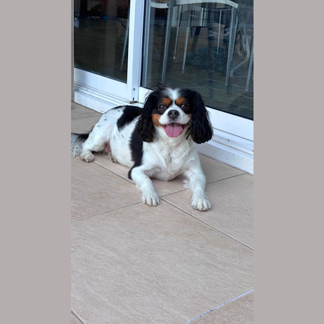 Photo of Chico