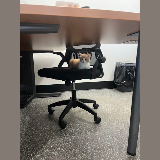 Photo of Aspi And Sharpay