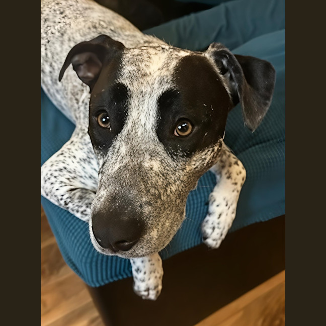 Photo of Spot   22 Month Old Cattle Dog X