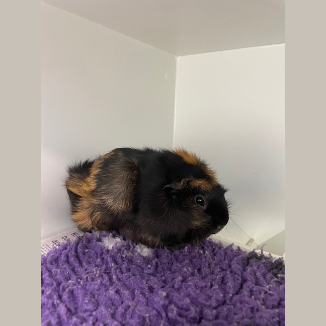 Photo of Abigail
