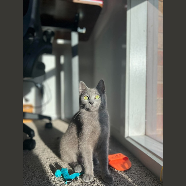 Photo of Gracie