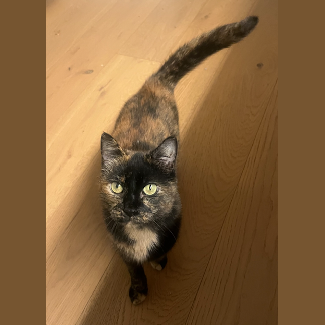 Photo of Wiggles