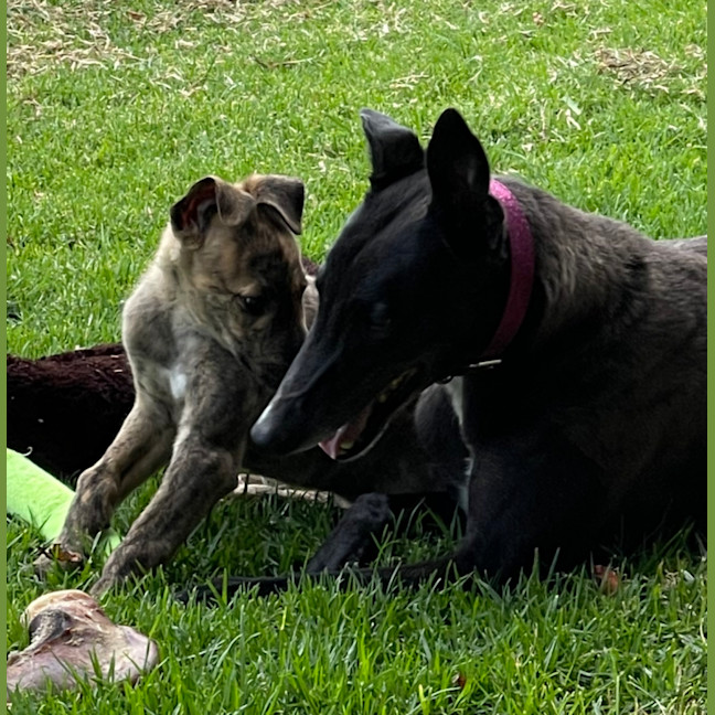 Photo of Tin Tin 27kg