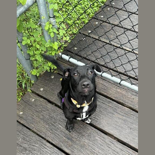 Photo of Archie