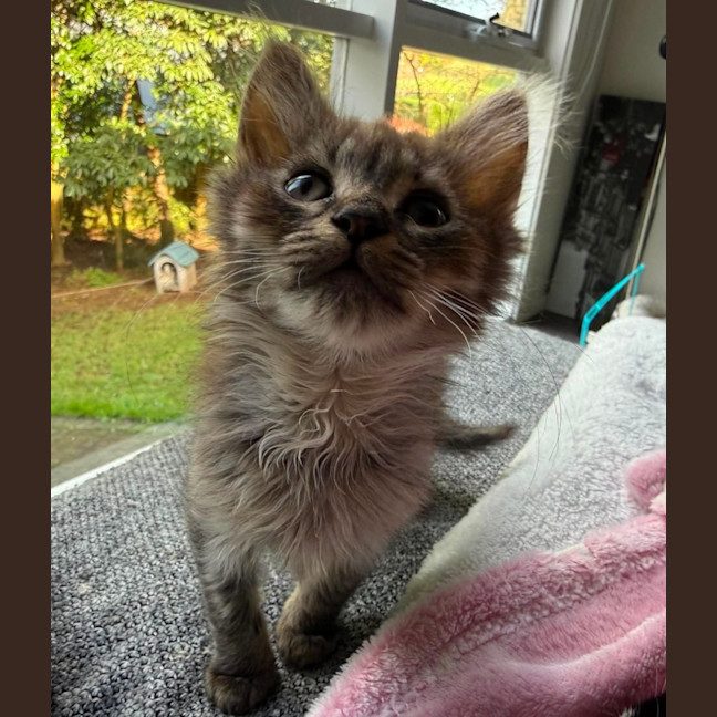 Photo of Maple **2nd Chance Cat Rescue**