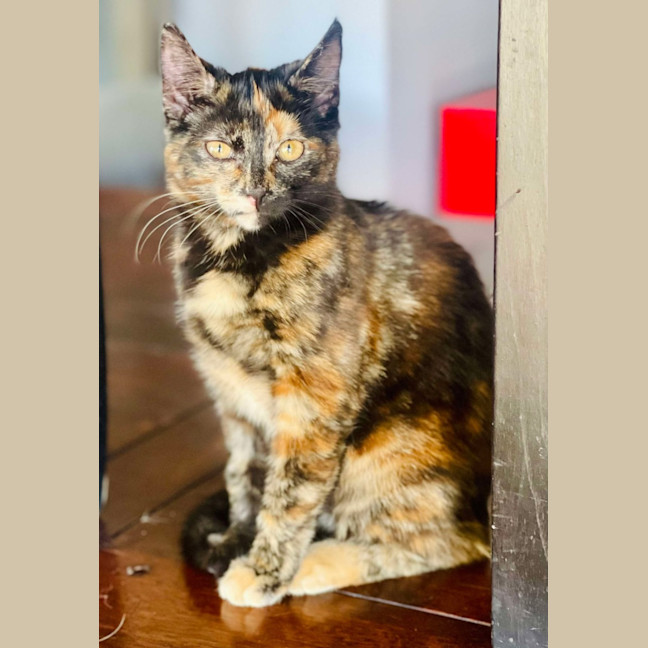 Photo of Vixen   In Foster Care In Bellfield