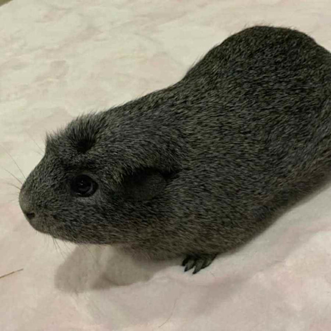 Photo of Pepper 