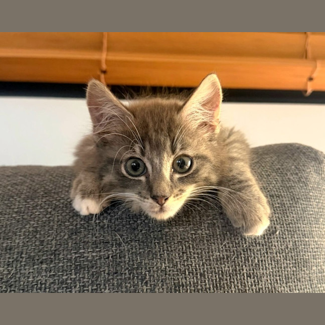 Photo of Ziggy