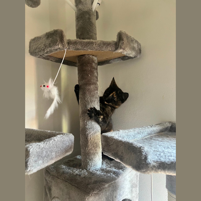 Photo of Diet Dr Pepper