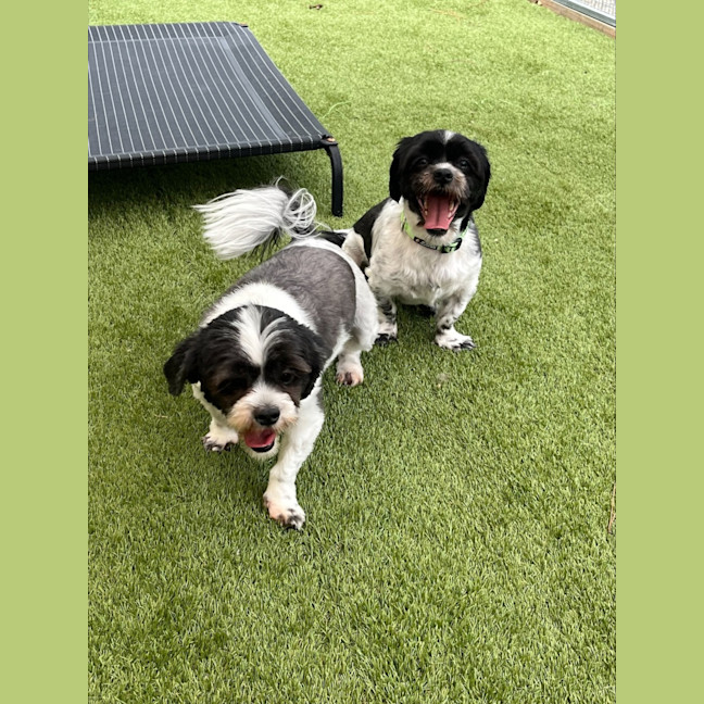 Photo of Bonded Sisters