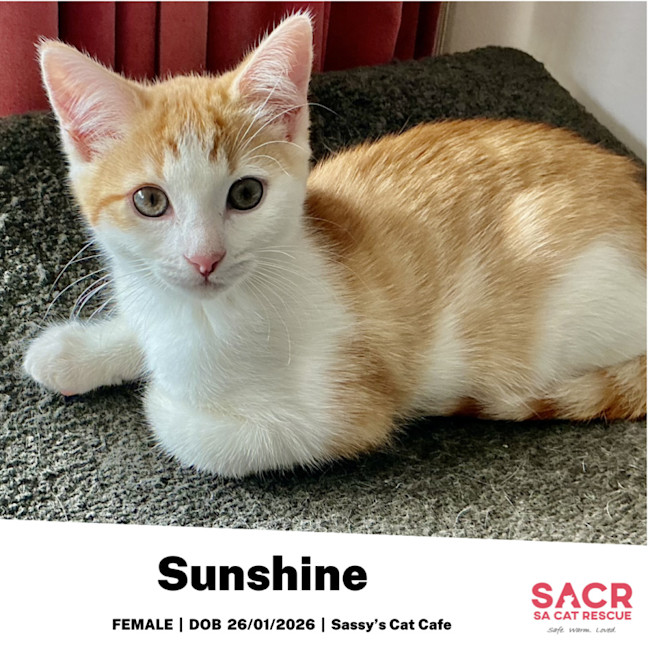 Photo of Sunshine