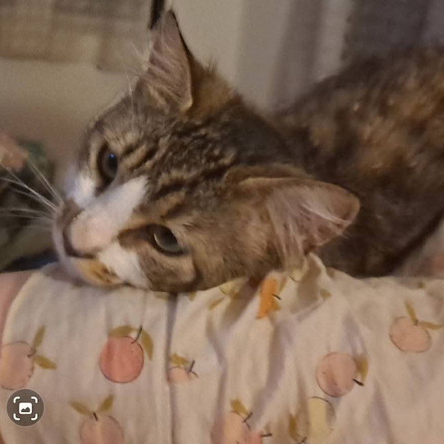 Photo of Purrlock Holmes