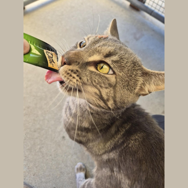 Photo of Draco! 🎩