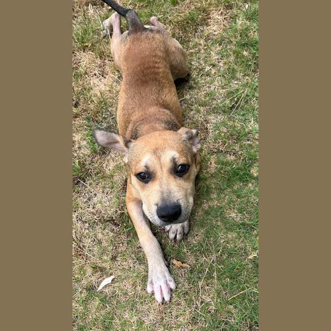 Photo of Dobby (9182)