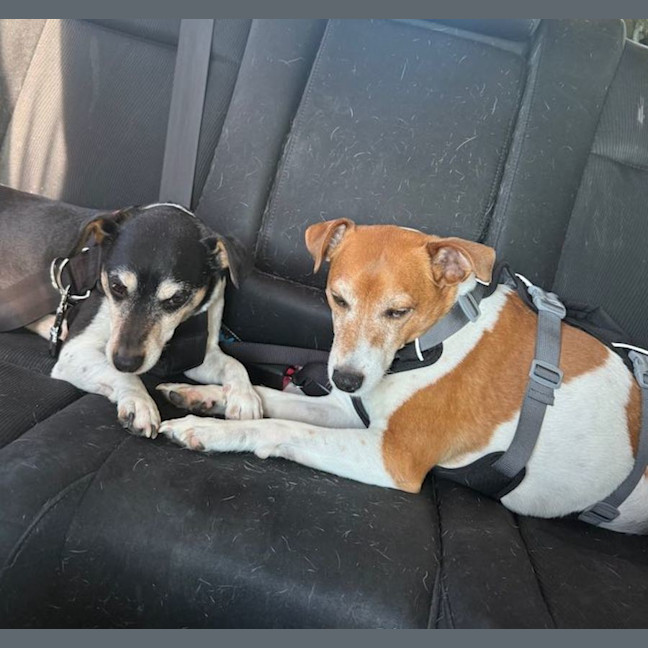 Photo of Milo And Buddy