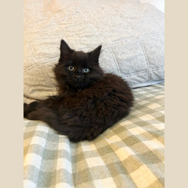 Photo of Lacey