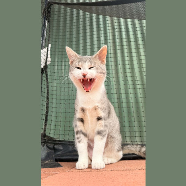 Photo of Sneezy