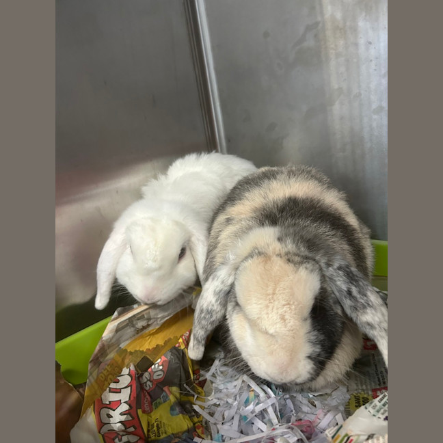 Photo of Snowy & Coco