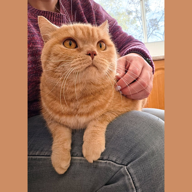 Photo of Fergus
