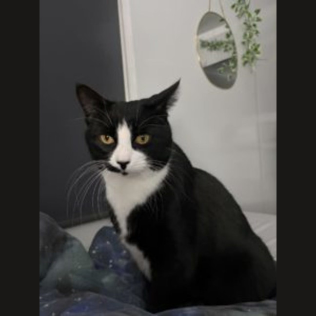 Photo of Felix   Available At Pet Quarters Thornton