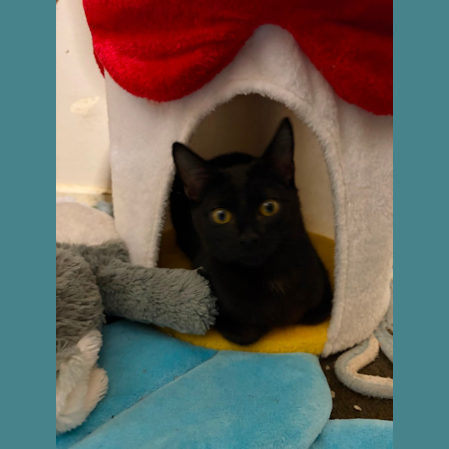 Photo of Onyx