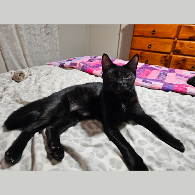 Photo of Chloe 🐈‍⬛💛🐾