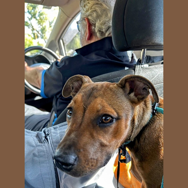 Photo of Lilly (Was Lolly)