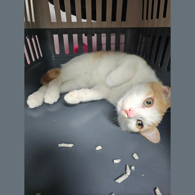 Photo of Harvey