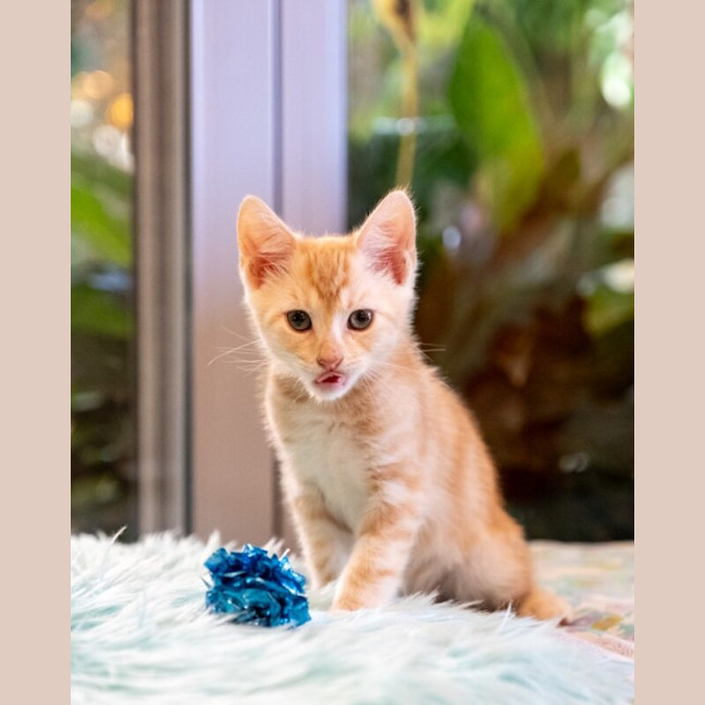 Photo of Miso