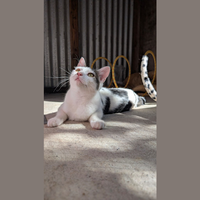 Photo of Dora