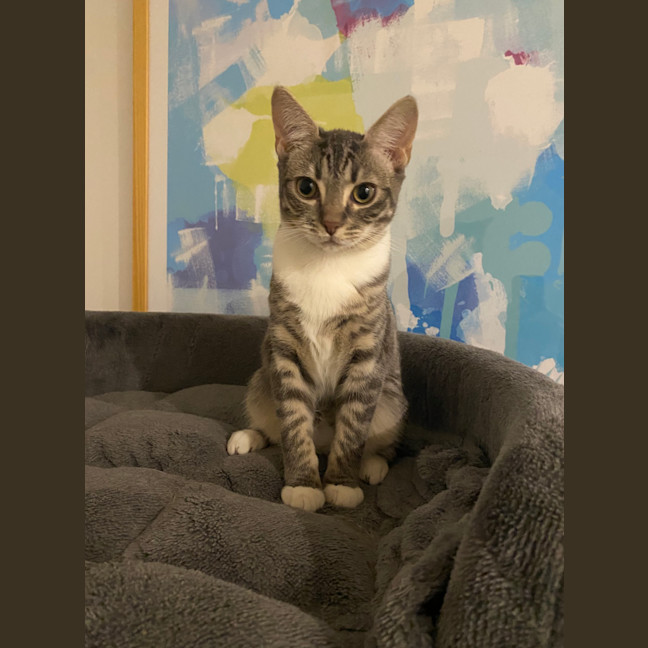 Photo of Sarabi