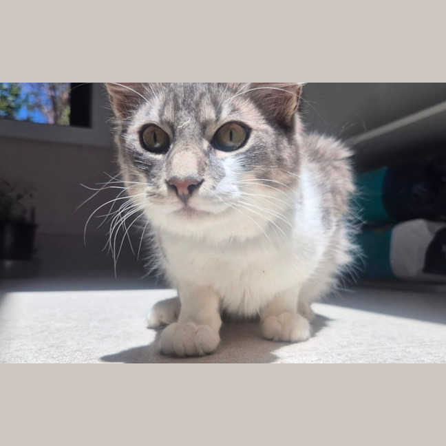 Photo of Gandalf (9084)