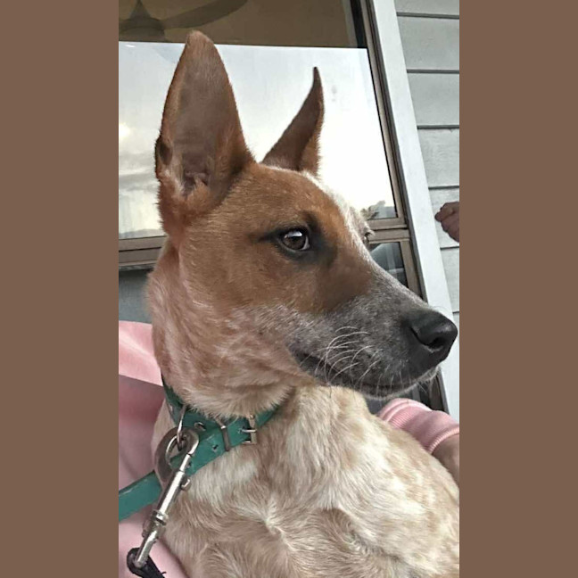 Photo of Pumpkin