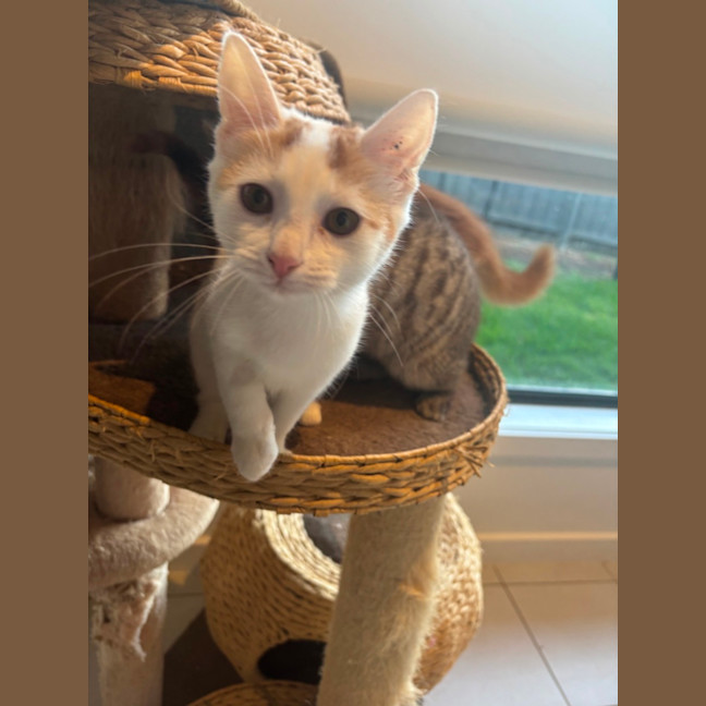 Photo of Poko Meet Me@Petstock Mornington Nepean Hwy