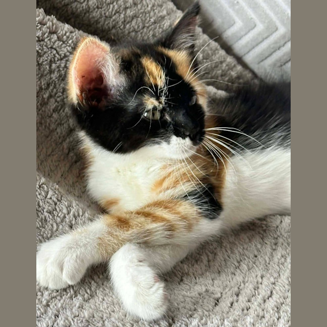 Photo of Little Sis Muffet