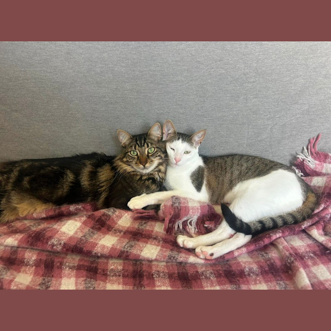 Photo of ✨ Nemo & Coco ✨