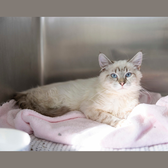 Photo of Wizard Lizard