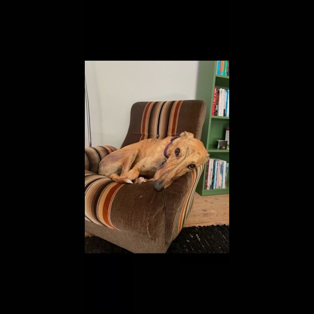 Photo of Wiggles