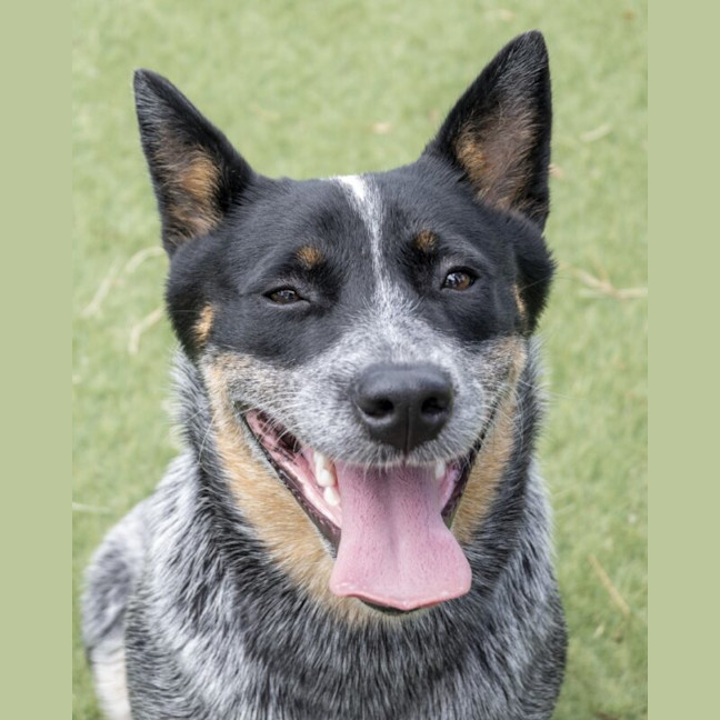 Photo of Indy