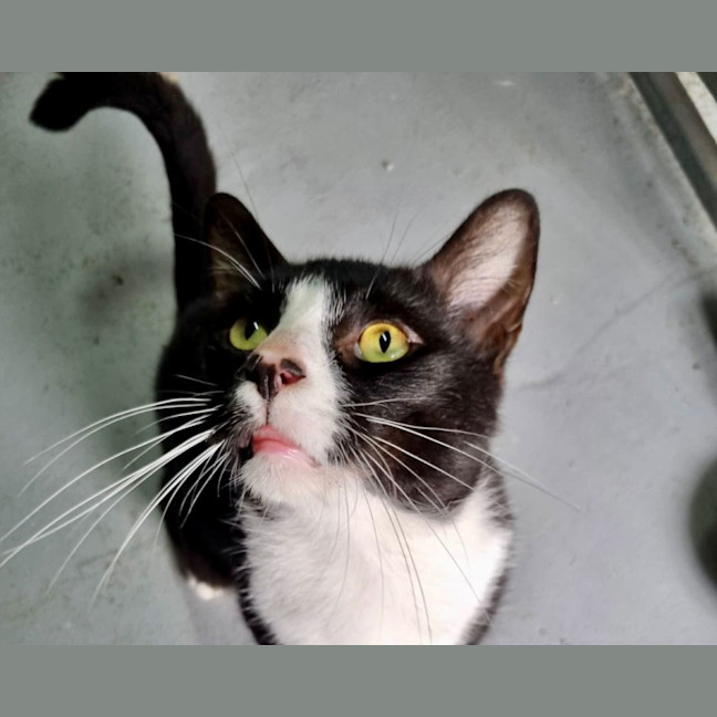 Photo of Smudge