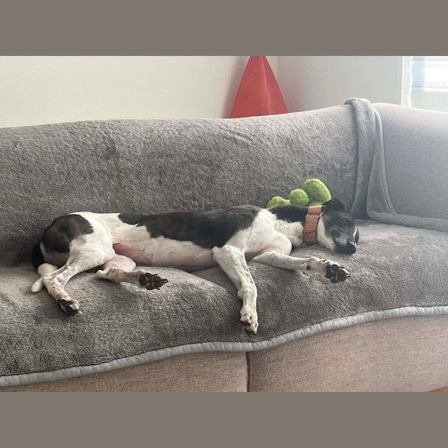 Photo of Luka, The Greyhound 